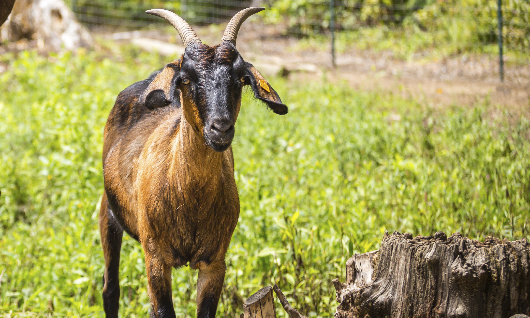 Cedar Springs Farm Animals-05 Cedar Springs Farm Kiko Goats North Carolina-01