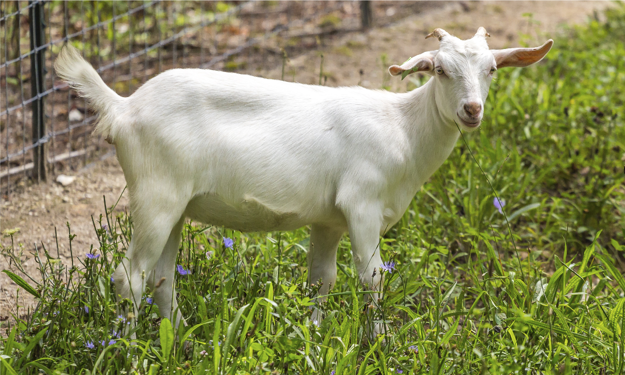 Cedar Springs Farm Animals-06 Cedar Springs Farm Kiko Goats North Carolina-02