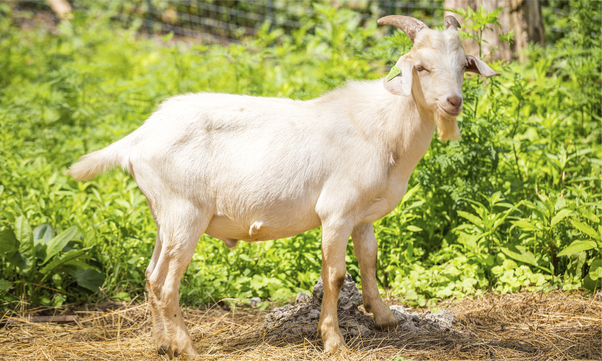 Cedar Springs Farm Doe-05 Cedar Springs Farm Kiko Goats North Carolina-01