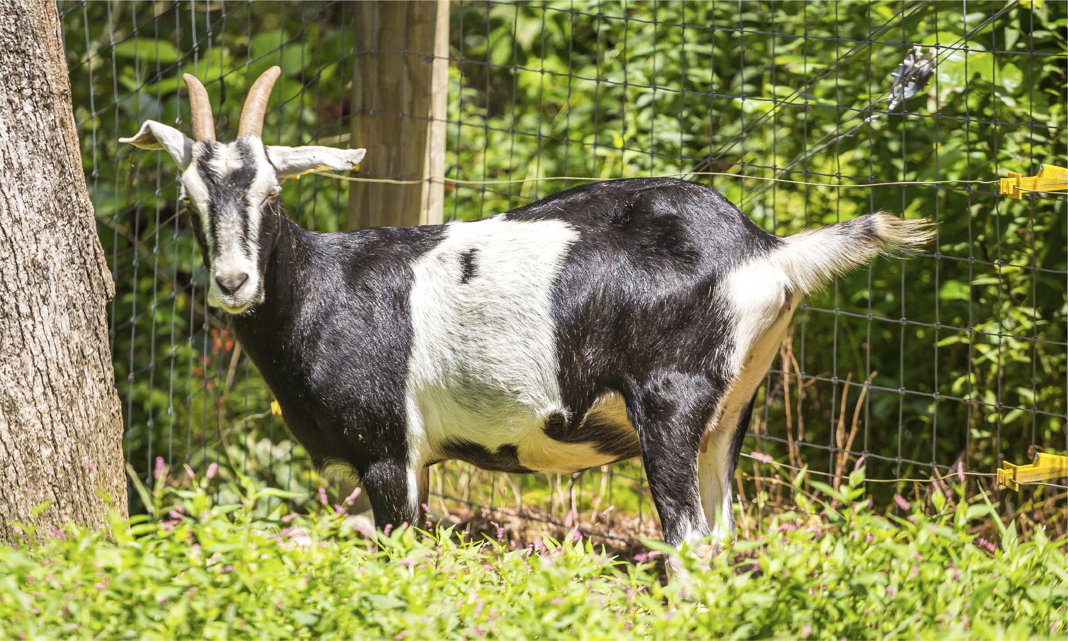 Cedar Springs Farm Kiko Goat Does-01 Cedar Springs Farm Kiko Goats North Carolina-02