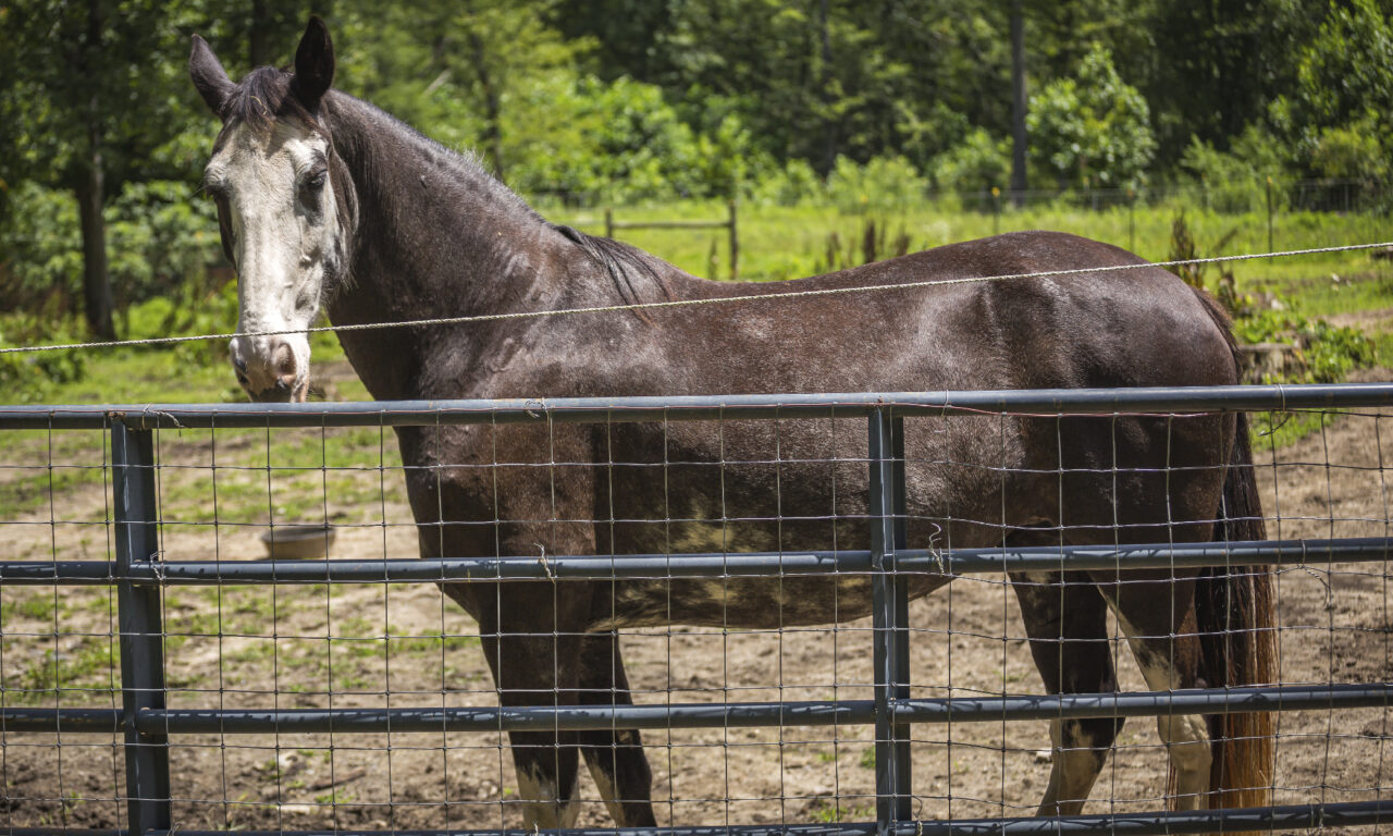 Our Animals Cedar Springs Farm