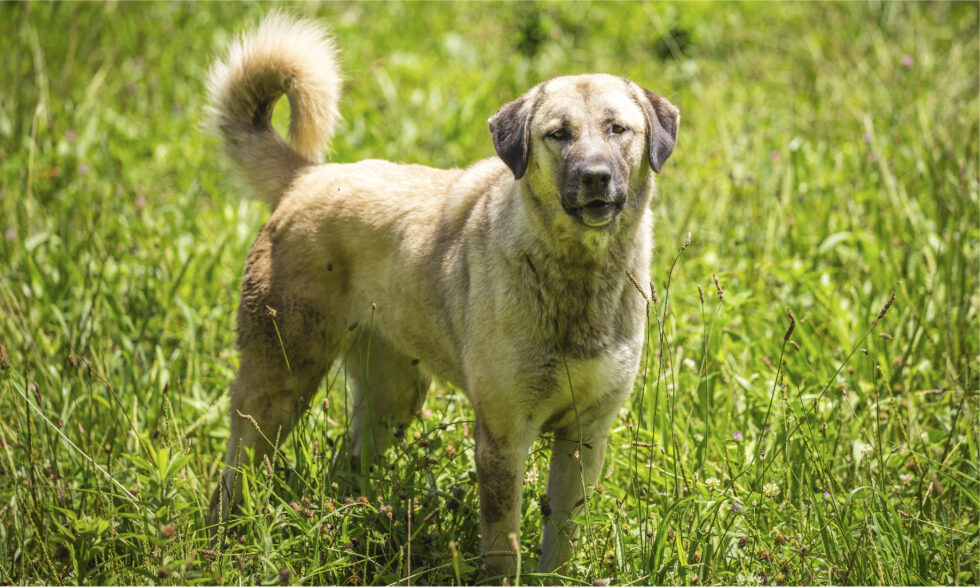 Our Animals Cedar Springs Farm